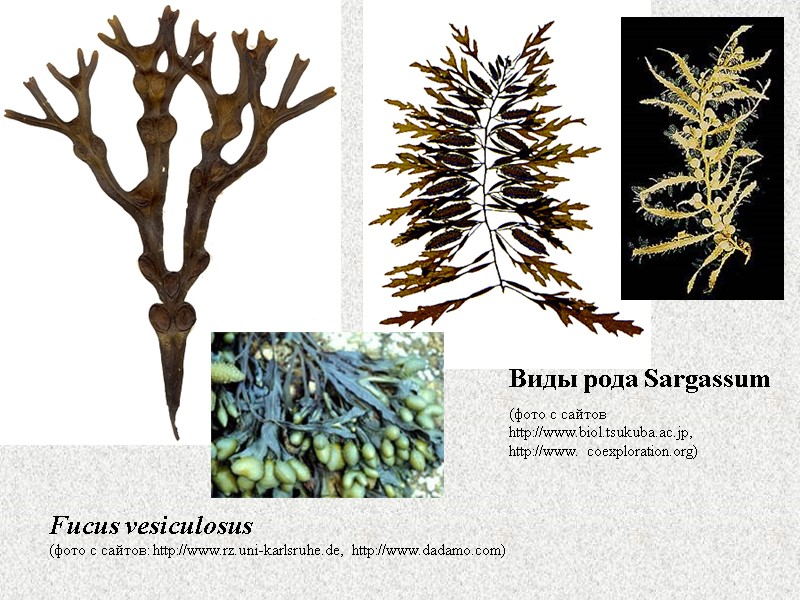 Fucus vesiculosus (фото с сайтов: http://www.rz.uni-karlsruhe.de, http://www.dadamo.com) Виды рода Sargassum   (фото с